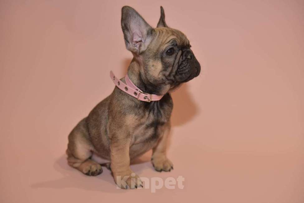 Собаки в Москве: Девочка французского бульдога  Девочка, 50 000 руб. - фото 10