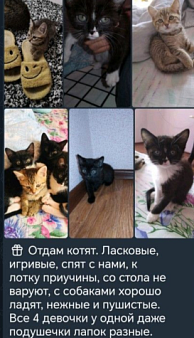 Объявление: Котенок девочка 4 месяца , 10 руб., Краснодар