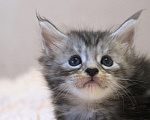 Кошки в Болхове: Мейн Кун девочка Девочка, 35 000 руб. - фото 2
