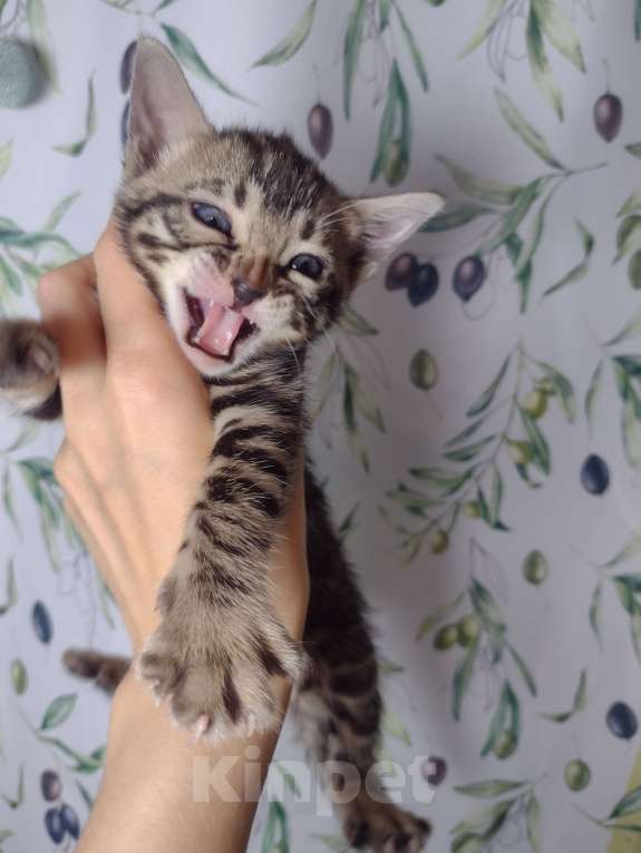 Кошки в Санкт-Петербурге: Девочка браун Девочка, Бесплатно - фото 3