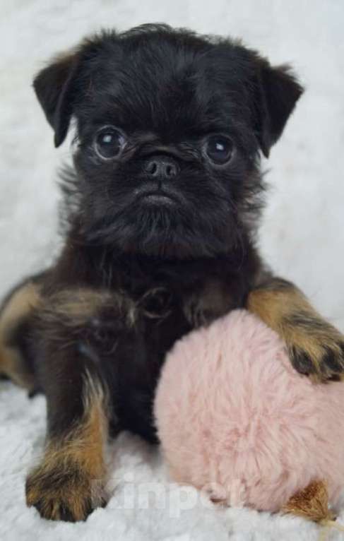 Собаки в Москве: Мальчик Ролли Мальчик, 85 000 руб. - фото 3