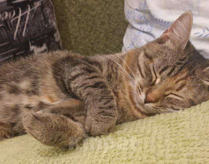 Кошки в Щелково: Ириска кроткая нежная девочка Девочка, Бесплатно - фото 2