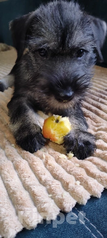 Собаки в других городах Омской области: Щенок миттельшнауцера Ярополк Мальчик, 45 руб. - фото 4