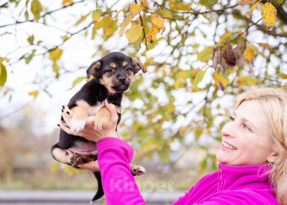 Собаки в Москве: Миниатюрный щенок в добрые руки Девочка, Бесплатно - фото 4