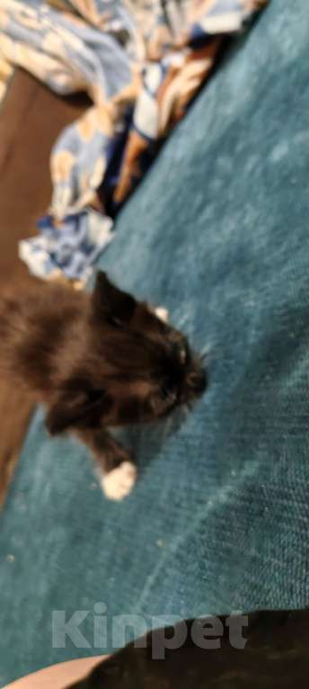 Кошки в Омске: Маленький котенок  Девочка, Бесплатно - фото 1