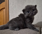 Кошки в Армавире: Продажа котят Девочка, 5 000 руб. - фото 2