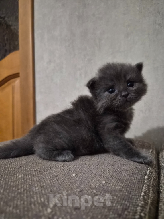 Кошки в Армавире: Продажа котят Девочка, 5 000 руб. - фото 2