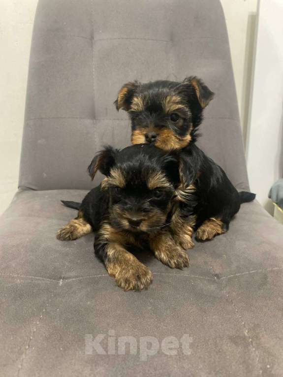 Собаки в Пензе: Йоркширский терьер Мальчик, 18 000 руб. - фото 2