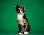 Кошки в Люберцах: Котенок Мэри в добрые руки Девочка, 1 руб. - фото 1