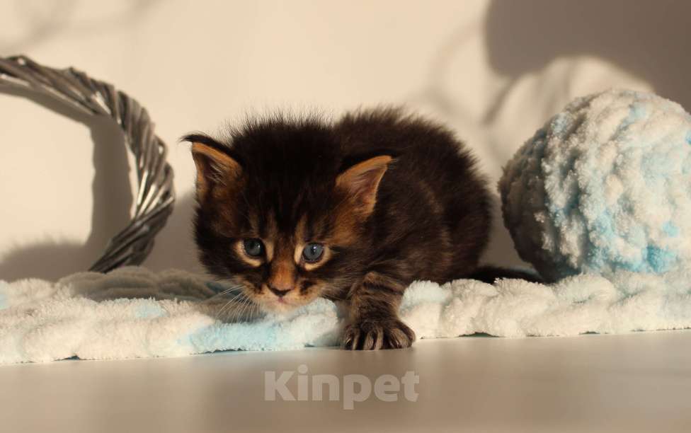 Кошки в Екатеринбурге: Котёнок мейн-кун Сириус Мальчик, 70 000 руб. - фото 1