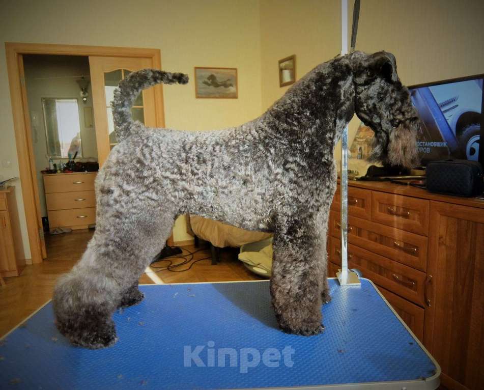 Собаки в Москве: керри блю терьер Мальчик, 60 000 руб. - фото 3