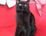 Кошки в Санкт-Петербурге: черный кот на вязку Мальчик, 15 000 руб. - фото 1