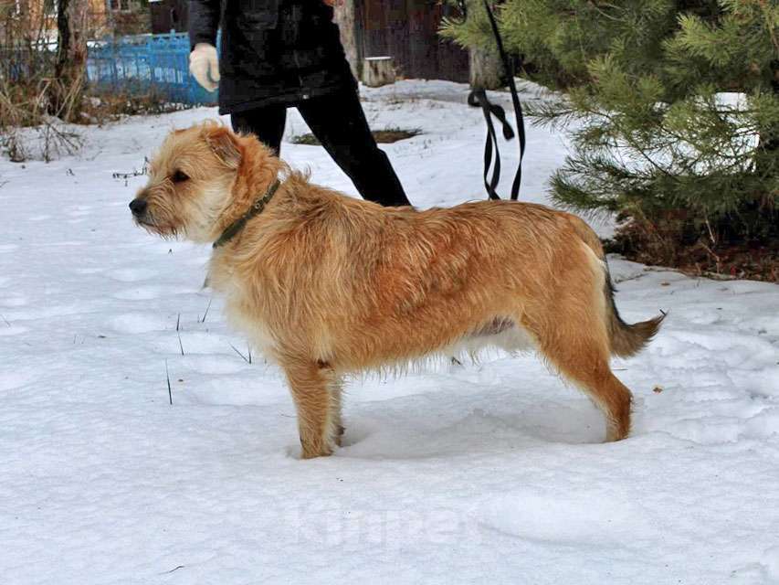 Собаки в Москве: Симпатичный бородатик Вульф всё ещё ждёт своего человека Мальчик, 10 руб. - фото 8