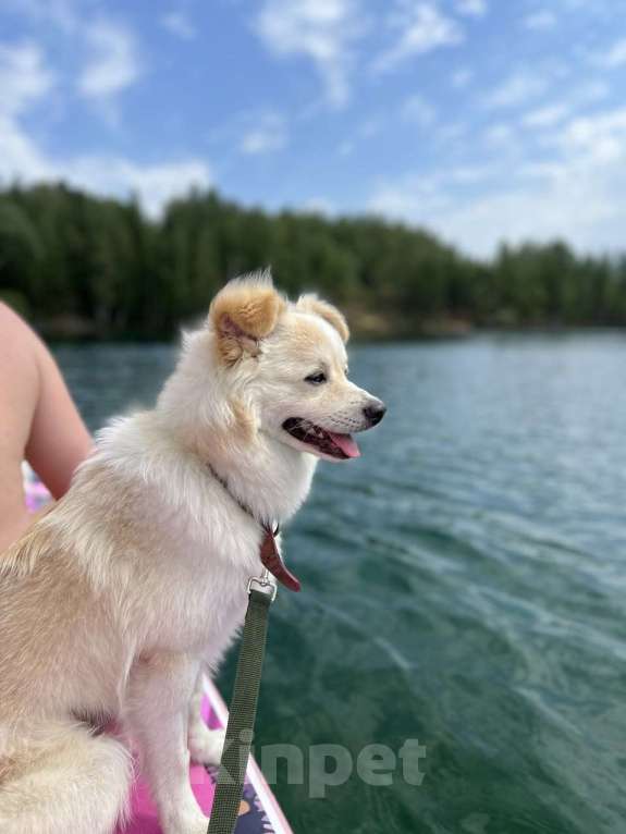 Собаки в Москве: Обратите внимание на пушистый комочек нежности под говорящим именем Персик!  Мальчик, Бесплатно - фото 4