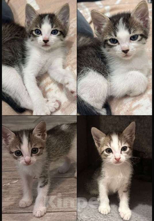 Кошки в Ростове-на-Дону: Девочка  Девочка, 1 000 руб. - фото 1