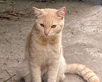 Кошки в Твери: Молодой котик ищет доброго хозяина Мальчик, 1 руб. - фото 2