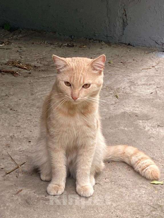 Кошки в Твери: Молодой котик ищет доброго хозяина Мальчик, 1 руб. - фото 2