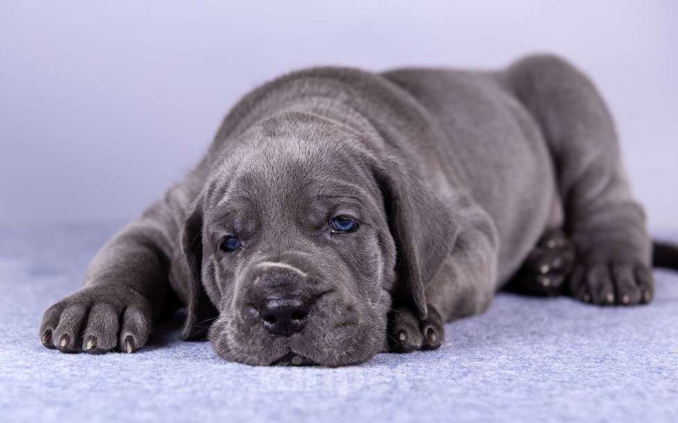 Собаки в Нижнем Новгороде: Немецкий Дог Чемпион Моего Сердца (Жёлтая лента) Мальчик, 100 000 руб. - фото 9
