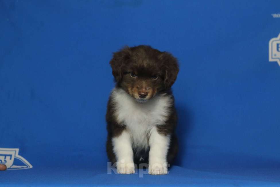 Собаки в Рязани: Маленькая овчарка. Мас. Мальчик, Бесплатно - фото 6