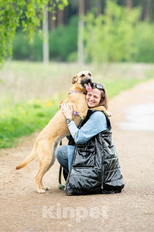 Собаки в Москве: Собака в дар Девочка, Бесплатно - фото 7