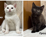 Кошки в Москве: Котята мальчики Юки и Проша в добрые руки! Мальчик, Бесплатно - фото 1