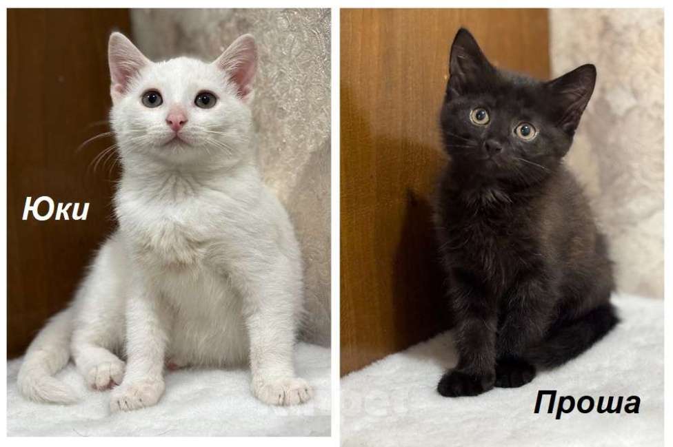 Кошки в Москве: Котята мальчики Юки и Проша в добрые руки! Мальчик, Бесплатно - фото 1