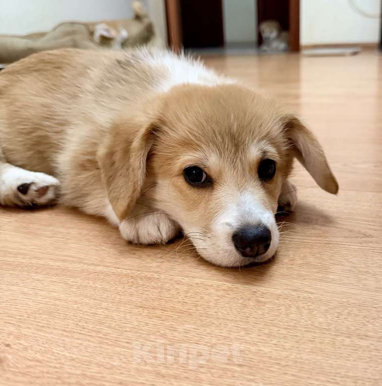 Собаки в Краснодаре: Щенки Вельш-корги Пемброк Мальчик, 55 000 руб. - фото 5