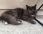 Кошки в Томске: Ласковый пушистик Мальчик, Бесплатно - фото 1