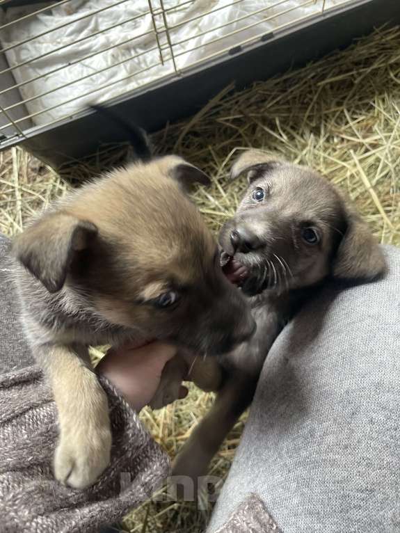 Собаки в Москве: Девочка и мальчик помесь с лайкой Девочка, Бесплатно - фото 5