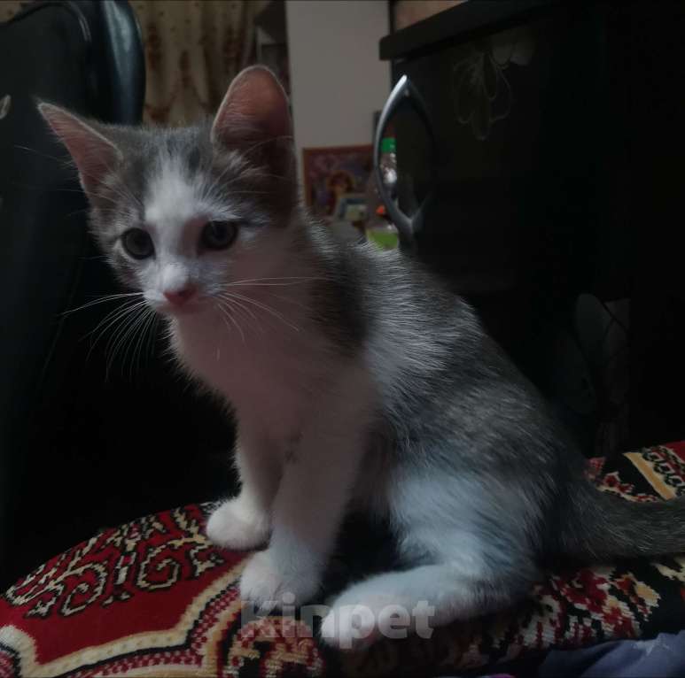 Кошки в Тольятти: Сан Саныч  Мальчик, Бесплатно - фото 2