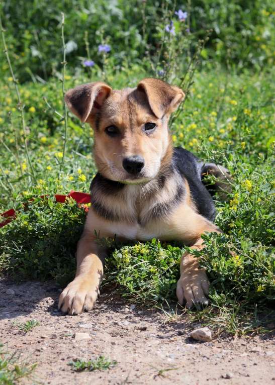 Собаки в Подольске: Ранетке очень нужен дом Девочка, Бесплатно - фото 2