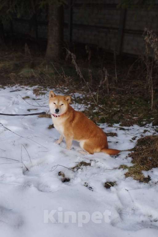 Собаки в Москве: Девочка-сиба в добрые руки Девочка, Бесплатно - фото 8