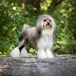 Малая львиная собака (левхен)