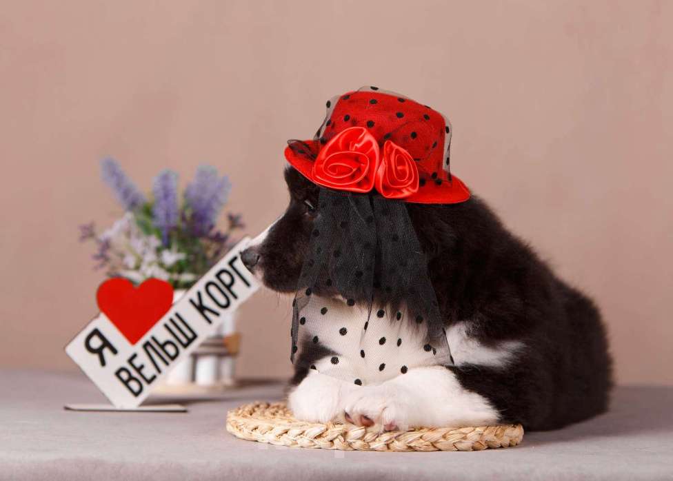 Собаки в других городах Ленинградской области: Мягонькая и красивая девочка вельш корги кардиган ФЛАФФИ Девочка, 49 000 руб. - фото 2