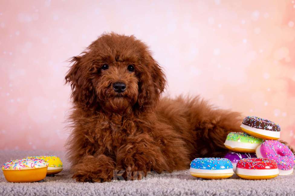 Собаки в Балашихе: Алекс мальчик той-пудель Тедди Мальчик, 75 000 руб. - фото 2