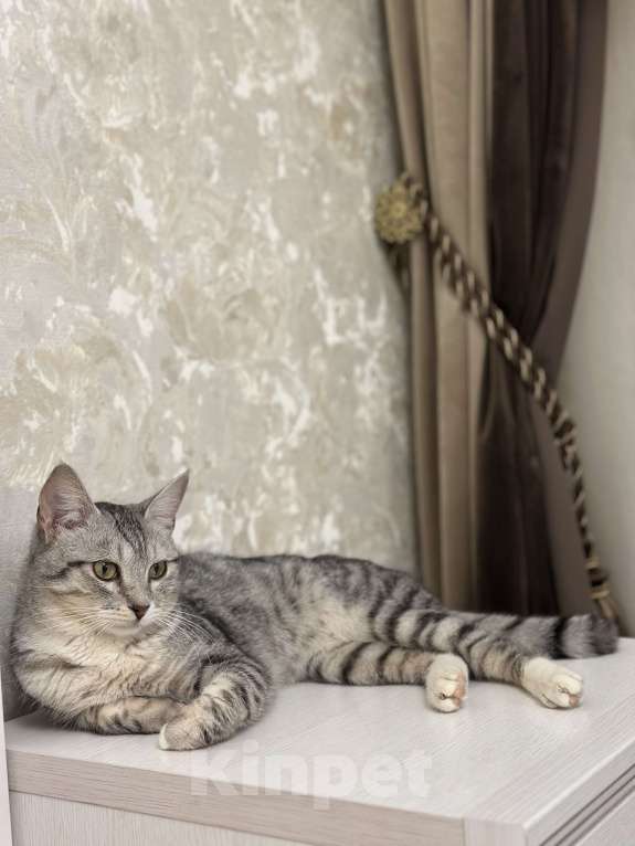 Кошки в Щелково: Отдам котика в добрые руки Мальчик, Бесплатно - фото 1