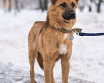 Собаки в Москве: Бобби Мальчик, 300 руб. - фото 4