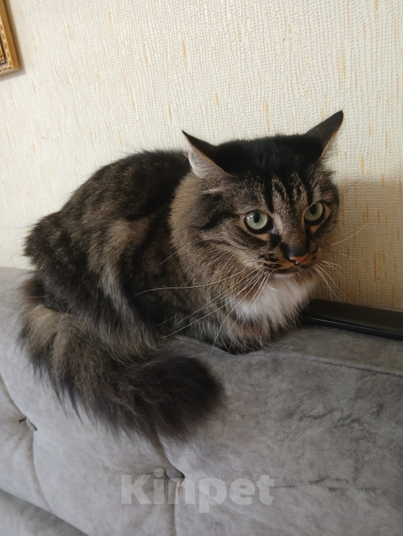 Кошки в Калининграде: Котик в добрые руки Мальчик, Бесплатно - фото 2