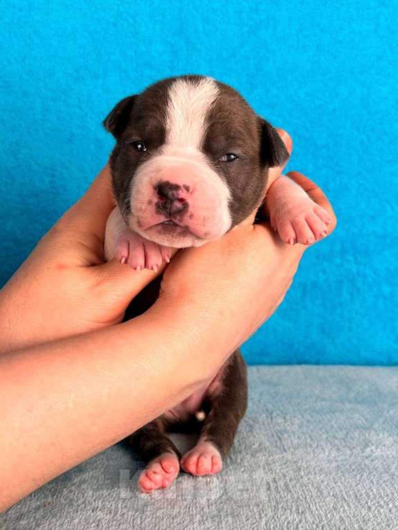 Собаки в Москве: Шикарный голубой мальчик Мальчик, 120 000 руб. - фото 3