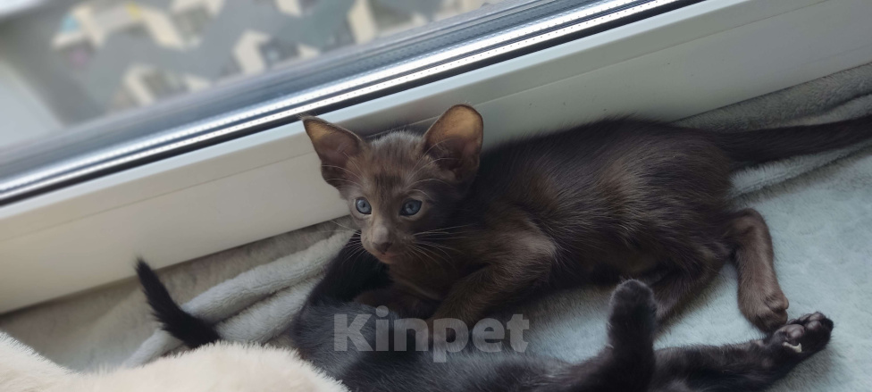 Кошки в Москве: Ориентальная девочка Девочка, 65 000 руб. - фото 8