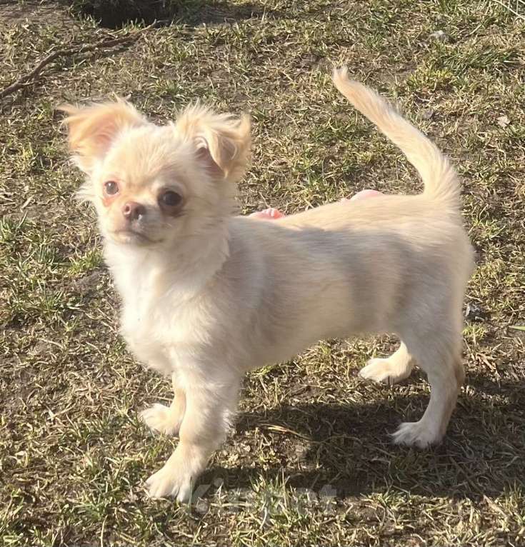 Собаки в Санкт-Петербурге: Питомник предлагает щенка чихуа Девочка, 45 000 руб. - фото 4