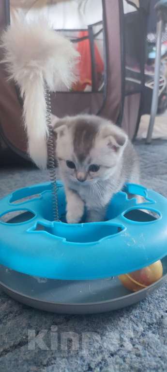 Кошки в других городах Московской области: Серебристая шиншилла скоттиш-фолд девочка Девочка, 18 000 руб. - фото 1