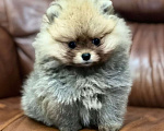 Собаки в Рязани: Шпиц щенки Мальчик, 100 000 руб. - фото 1