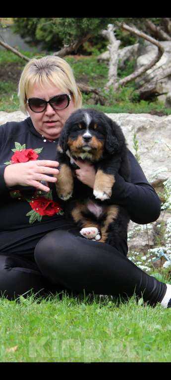 Собаки в Москве: Щенок Бернского Зенненхунда Девочка, Бесплатно - фото 3