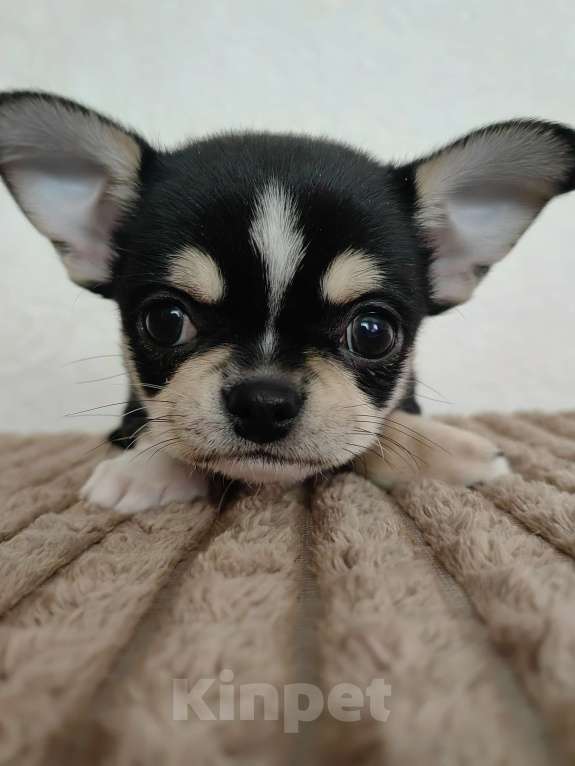 Собаки в Краснодаре: Чихуахуа Мальчик, 35 000 руб. - фото 6