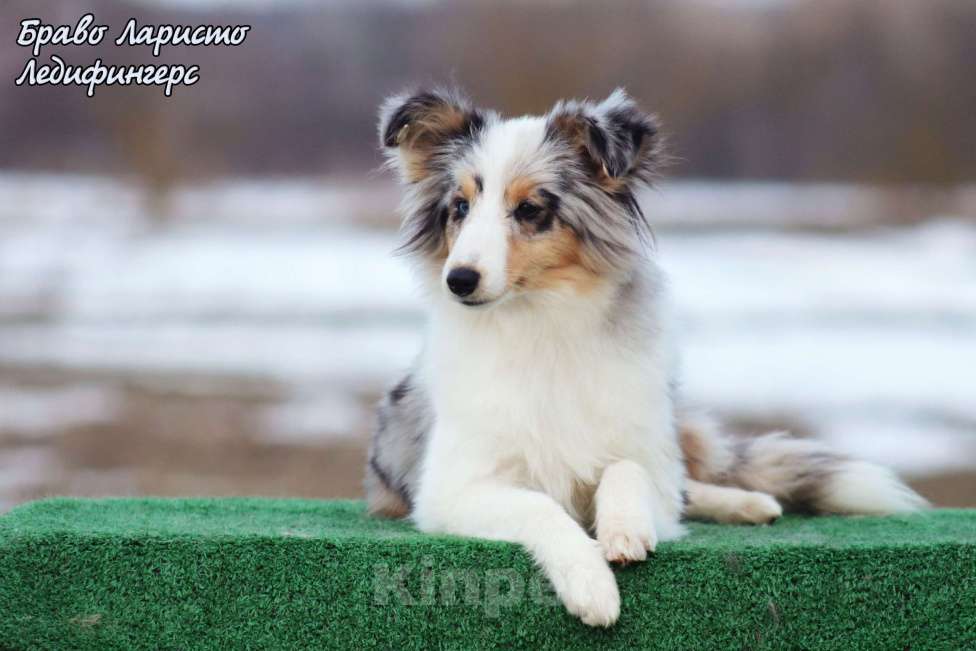 Собаки в Рязани: Большой выбор щенков шелти. Девочка, 80 000 руб. - фото 9