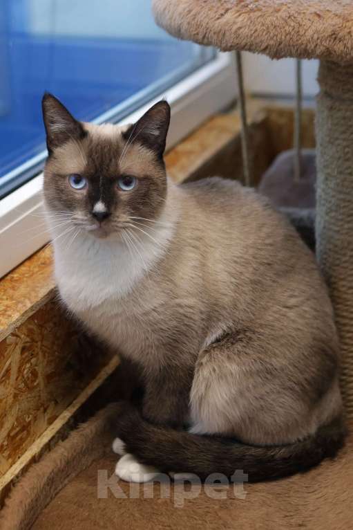 Кошки в Санкт-Петербурге: Бэтмен Мальчик, Бесплатно - фото 2