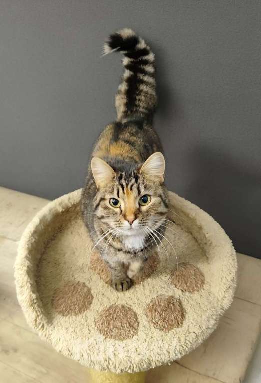 Кошки в Санкт-Петербурге: Красавица Маруся в добрые руки. Девочка, Бесплатно - фото 3