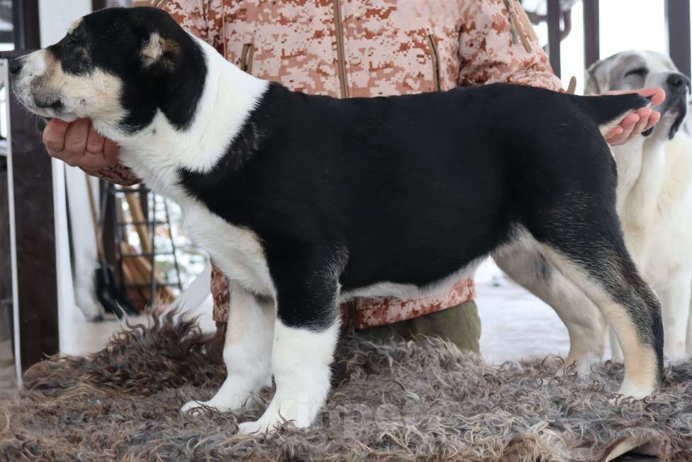 Собаки в Краснодаре: Щенок САО Девочка, 120 000 руб. - фото 2