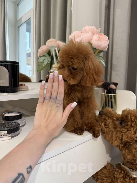 Собаки в Москве: Той пудель щенок Девочка, 100 000 руб. - фото 7